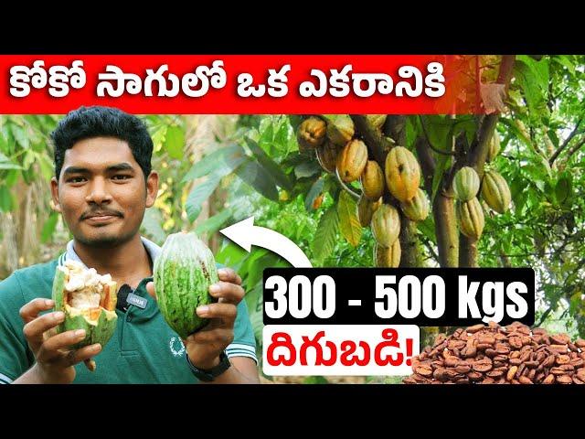 How To Start Coco Fruit Farming | Cocoa Farming in Telugu | Farming Tips in Telugu