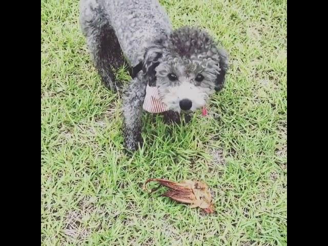 zero.taeyeon:오징어라니....... 이러지 맙시다 쓰레기도 잘 버리도 본인 강아지 응가도 잘 버리고 그럽시다 제발 #세상에나마상에나 #노매너