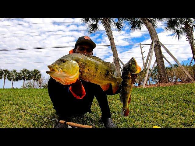 How To Catch Giant South Florida Peacock Bass