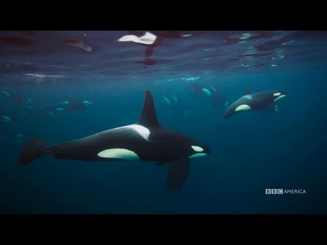 Meet the Orcas | Planet Earth: Blue Planet II | Saturdays @ 9/8c on BBC America