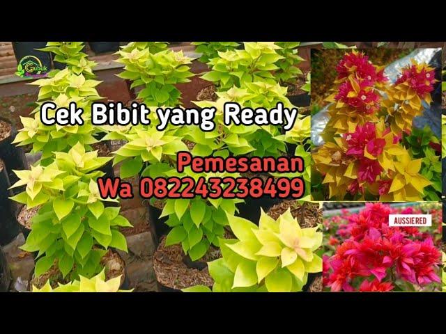 Cek Stok Bibit Bougenville yang ready, Wa 082243238499