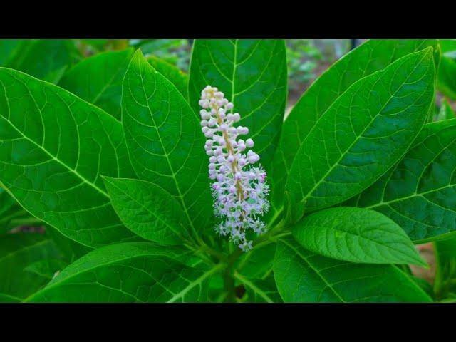 A0092 #섬자리공(Phytolacca insularis Nakai) [영어명] #Island pokeweed [약효] 각기, #다망증, 인후종통, 종산결 #섬상륙