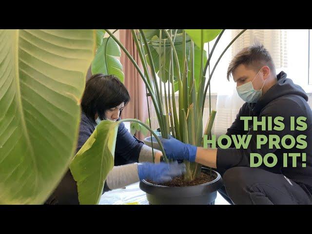 REPOT bird of paradise with PROFESSIONAL plant care team 