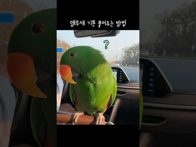 [지구] 시무룩한 앵무새 기분 풀어주는 방법 / 엄마랑 노는게 좋은 앵무새 / 단순한 앵무새 / parrot playing with mom