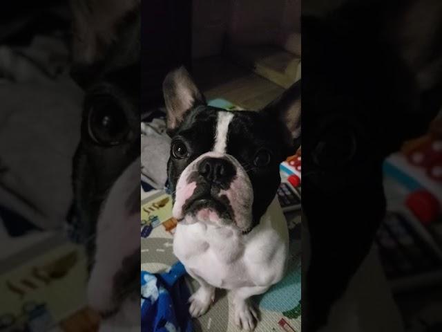 bostonterrier #French bulldogMaxx productions#