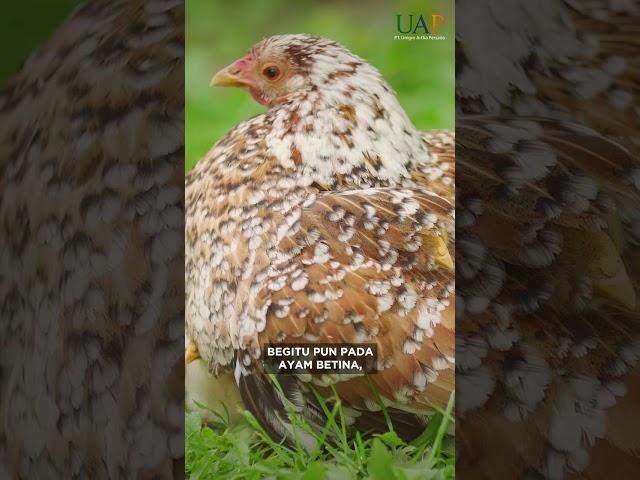 Ternyata Ayam Gak Punya Penis, Lho!