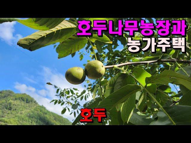 잘관리된호두나무농장과 농가주택22평/해발650m(정선산골)/귀농용/정선부동산매매/정선토지매매/산골토지매매