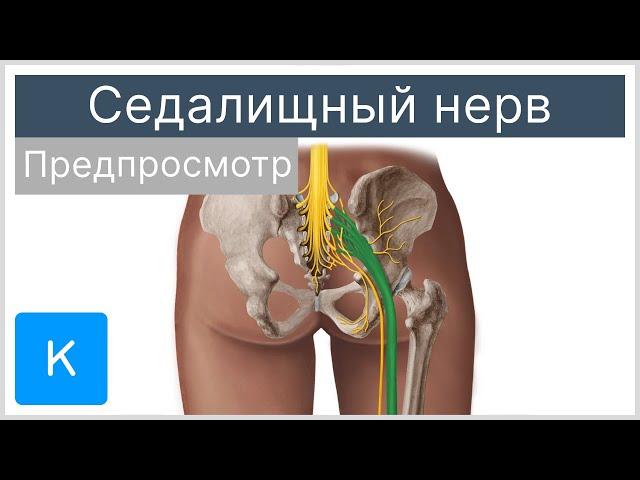 Седалищный нерв (предпросмотр) - Анатомия человека | Kenhub