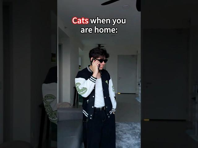 Dogs vs Cats when you are home