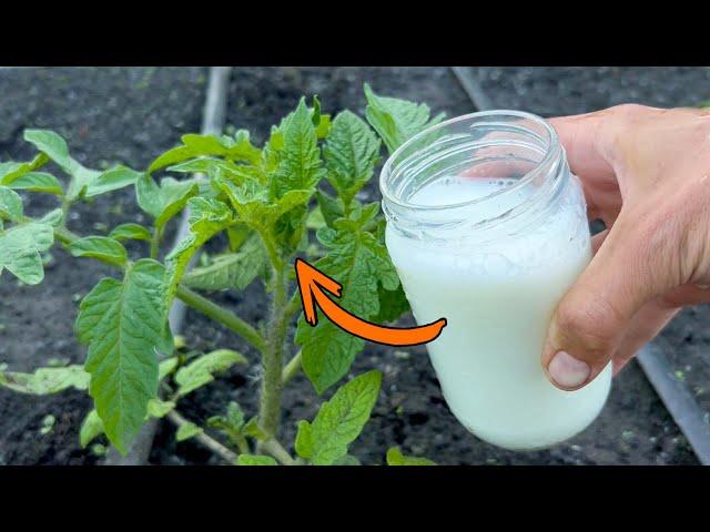 Double your harvest of tomatoes, cucumbers and other vegetables. Irrigate immediately...