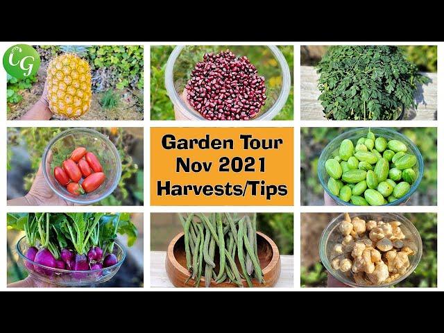 California Gardening November 2021 Harvests, Garden Tour, Gardening Tips, Things To Do & More!