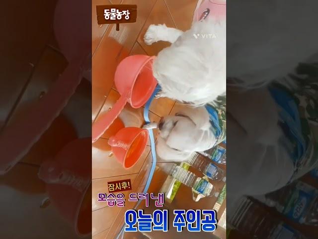 벌꺽벌꺽 물이최고지!!  #하루또이틀 #쇼츠