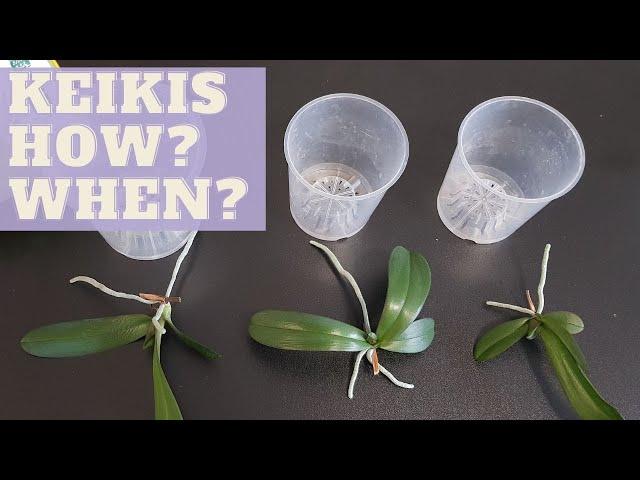 How To Plant BABY ORCHIDS | When to Separate Phalaenopsis Babies