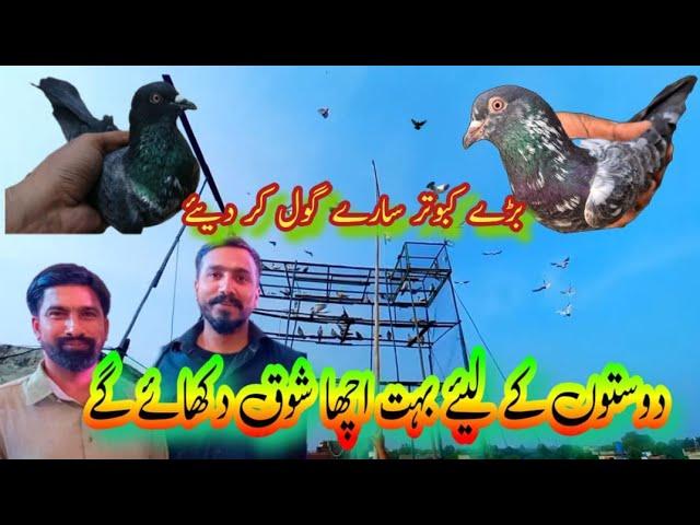 bare kabootar gol ker diye || Haider Pathan pigeons || kabootar online || kabootar lovers