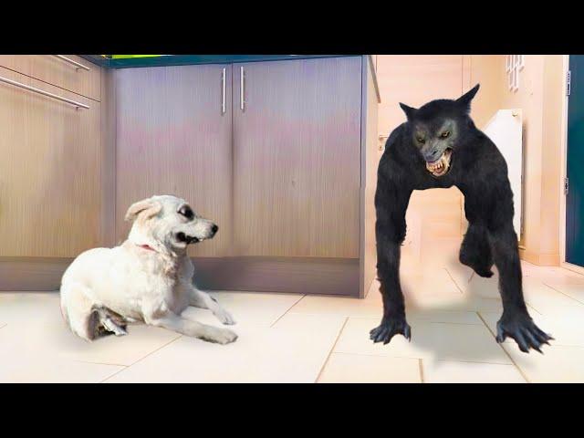 Funny Dog Gets Angry When It's Scared | Pets Island