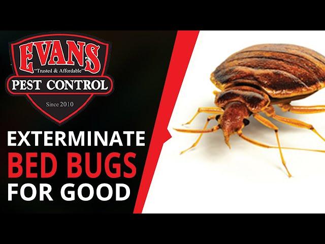 Bed Bug Exterminator Philadelphia