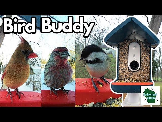 Bird Buddy Set-up and Review (Is it worth it?)