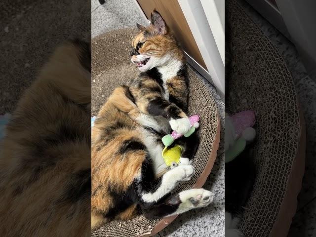 말대꾸하는 사무실 고양이 #카오스냥 #고양이일상 #tortiecats