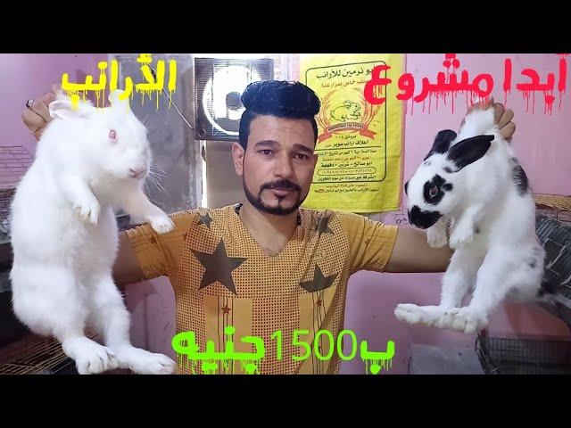 أبدا مشروع الارانب ب1500جنيه...(حلقه 756)