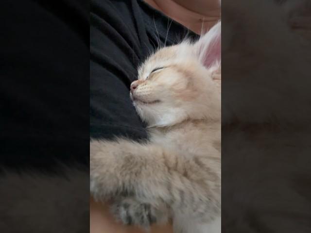 Sweet Sleeping Kitten #shorts #lada #kitten #ladakitty