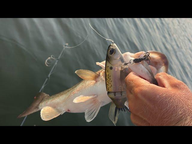 Tackle Tip: DEEP Water GLIDE BAIT