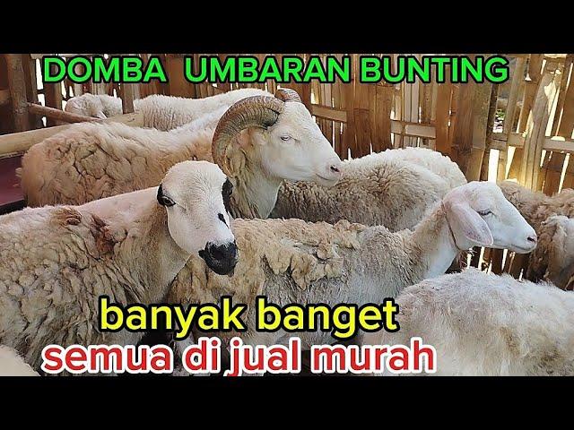 DOMBANYA ORANG KEDIRI MURAH  TENAN YOO APIK - APIK LURR WA 08523428612 ds bulu kec semen kab kediri