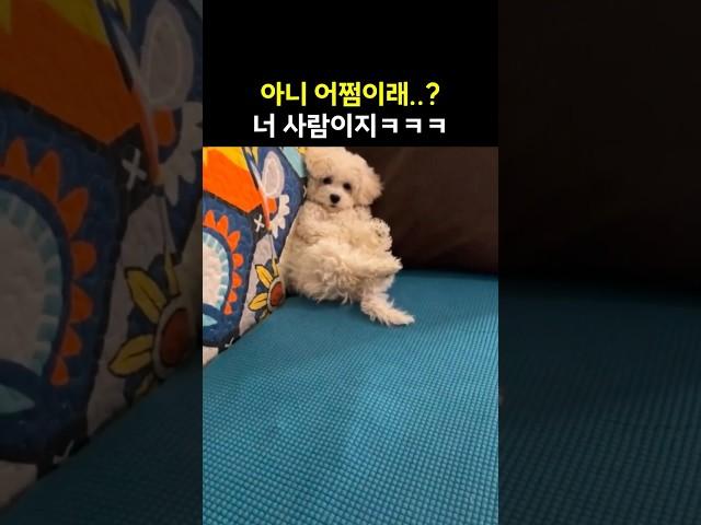 어니 어쩜이래..?너 사람이지ㅋㅋ#funny #강아지 #강아지브이로그 #강아지일상 #cute #반려견 #animals #pets #유머 #웃긴영상 #웃긴짤 #dog #shorts