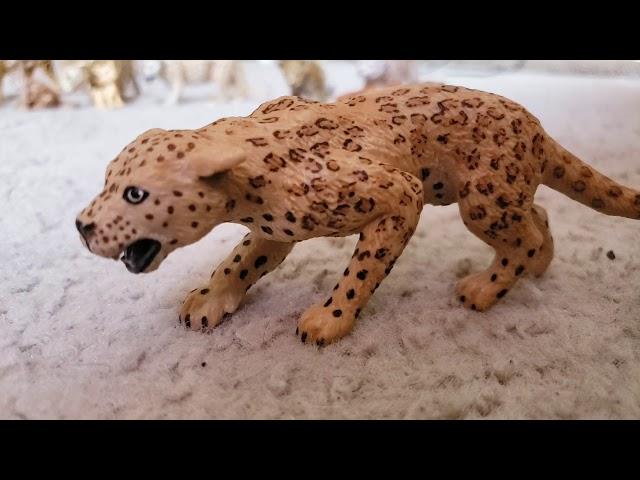 My Jaguar/Leopard Collection!!!