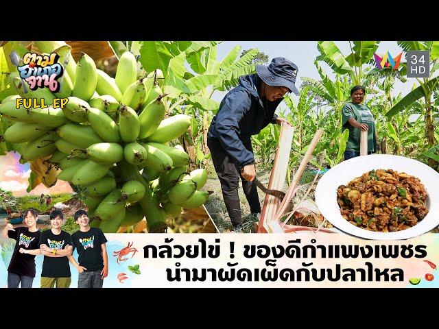 กล้วยไข่ ! ของดีกำแพงเพชร นำมาผัดเผ็ดกับปลาไหล อ.โกสัมพีนคร | ตามอำเภอจาน | 1 ต.ค. 67 Full EP