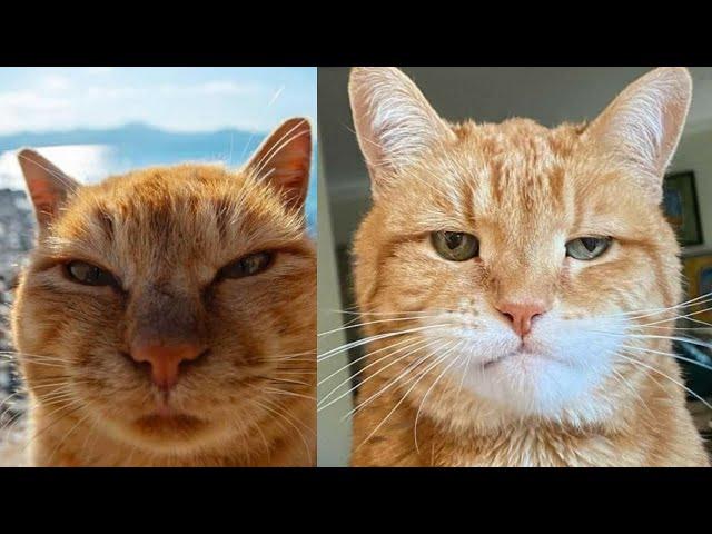  The Cats FUNNIEST Videos  Will Make You Laugh Out Loud