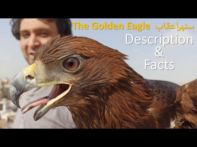 The Golden Eagle- Description & Facts | Pakistan Falconry & Nature