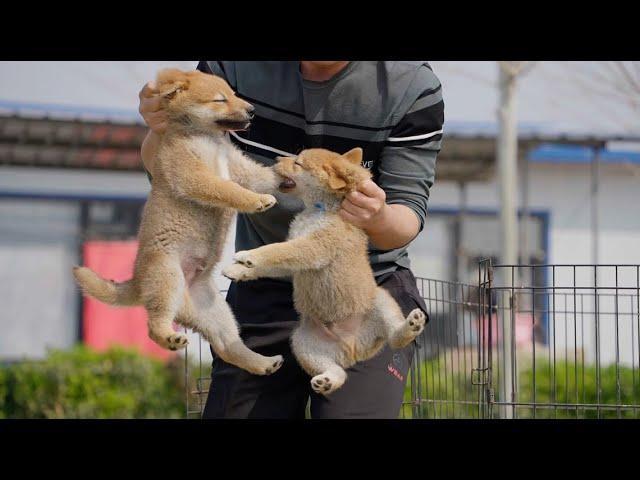 暴躁小柴专挑自己的兄弟姐妹欺负，这里面难道有啥隐情\Why this irascible Shiba only picks up his brothers and sisters to bully?