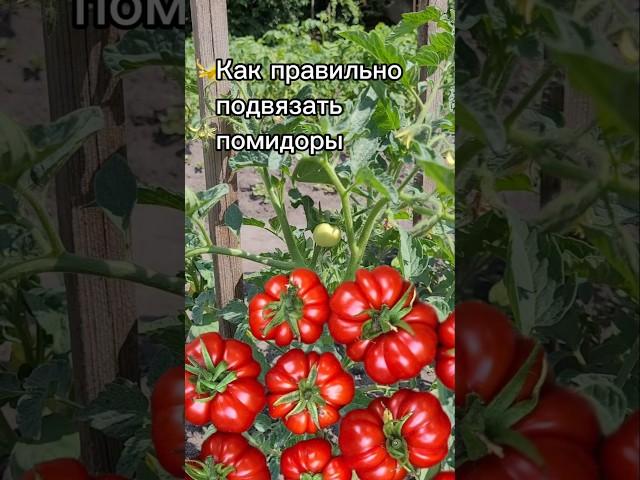 Как правильно подвязать помидоры | открытый грунт #дача #огород #помидоры #сад #томаты