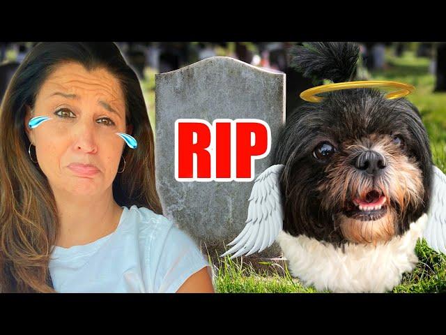 OUR DOG DIED  