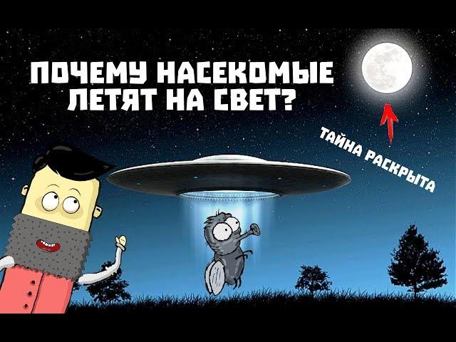 Почему насекомые летят на свет /Давай разбираться