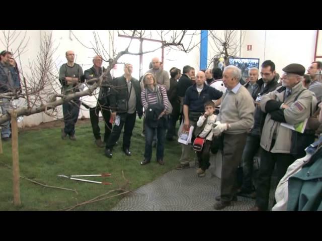 Potatura del pesco. Giovanni Rigo alla Fiera di Vita in Campagna