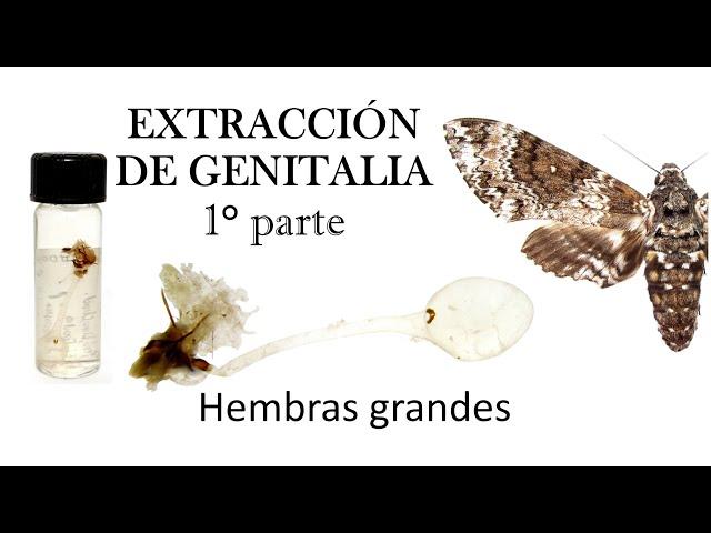 TUTORIAL - Extracción de genitalia en lepidópteros grandes 1° parte | Hembras