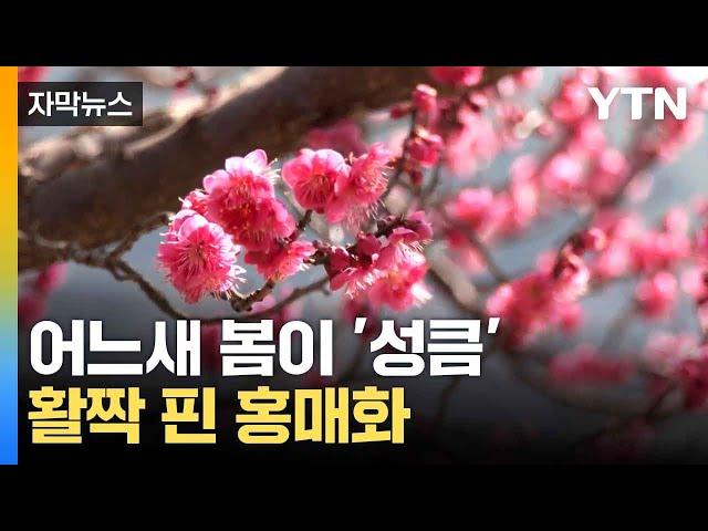 [자막뉴스] "사진 찍기 좋아요"...매화 군락지 '활짝' / YTN