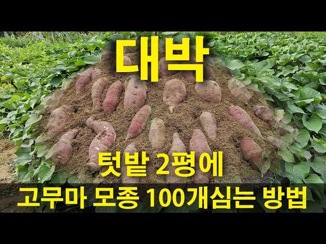 주말농장 작은 텃밭 2평에 고구마 100개 심는방법, 고구마수확, 고구마심기, 고구마캐기