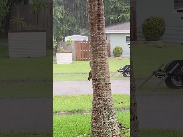 Awwww !! Little squirrel in the rain ️️ Volume up !! #rain #wildlife #squirrel