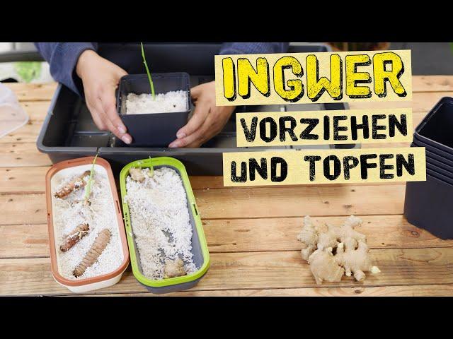 Growing ginger and potting it - growing ginger and turmeric in your own garden in Germany