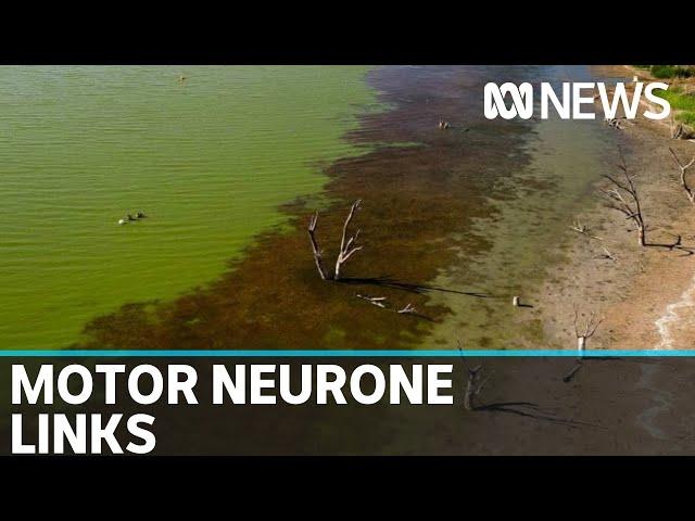 Motor Neurone Disease and blue-green algae link being explored by scientists | ABC News