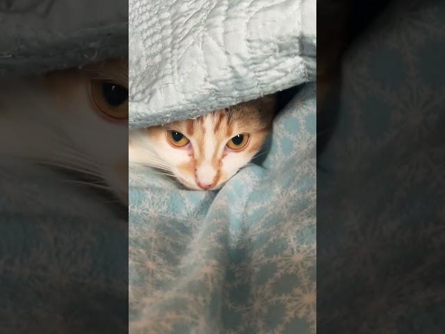 Callie cat under the covers #cat #kitten #animals