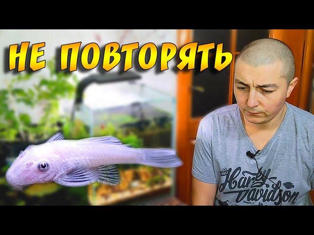 Как я погубил своих БЕЛЫХ АНЦИСТРУСОВ!