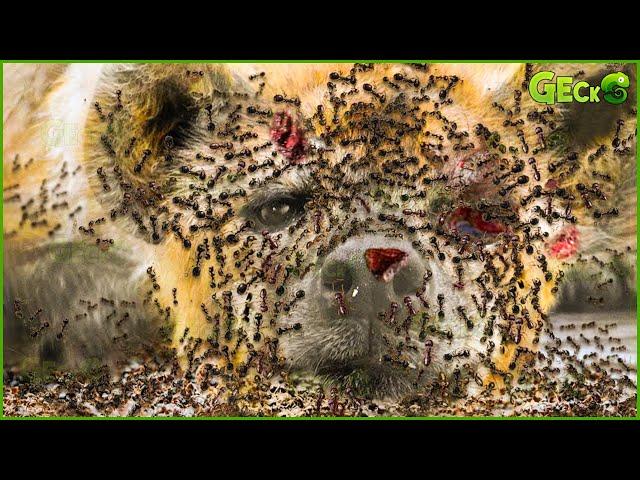 35 Brutal Moments Of Ants Hunting Bloodthirsty Prey | Animal Fight