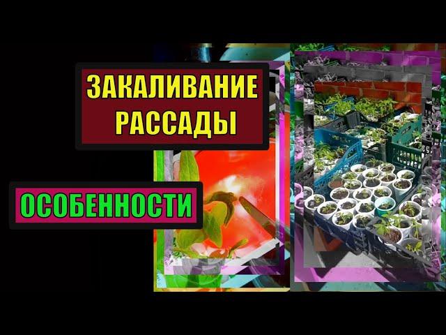 ЗАКАЛИВАНИЕ РАССАДЫ