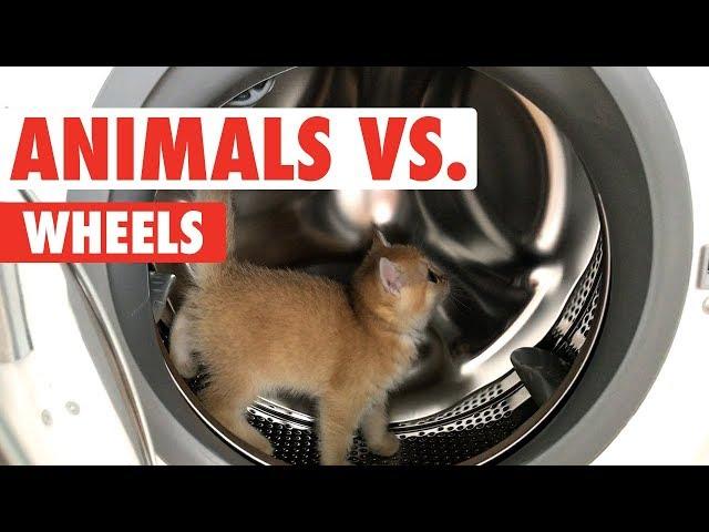 Animals vs. Wheels | Funny Pet Compilation 2020