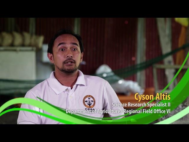 Ang Matagumpay na Native Chicken Industry sa Region 6