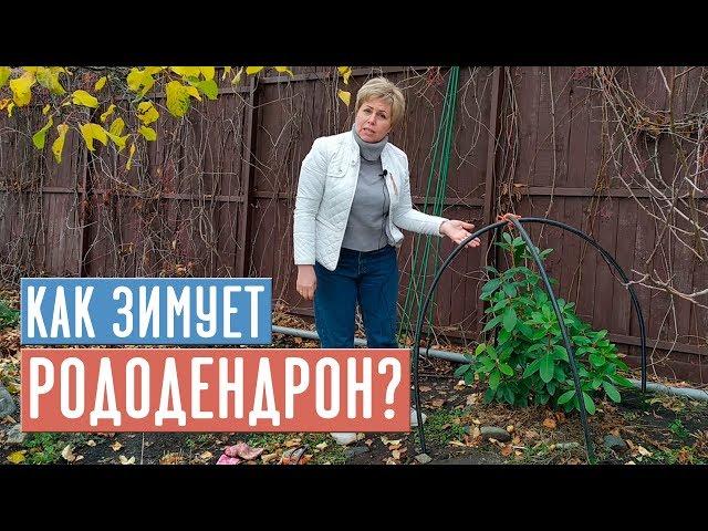 КОГДА УКРЫВАТЬ РОДОДЕНДРОН?  Делаем правильно укрытие, готовим к зиме / Садовый гид