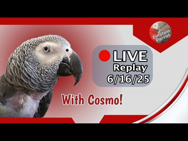 Einstein Parrot Live 6/16/25